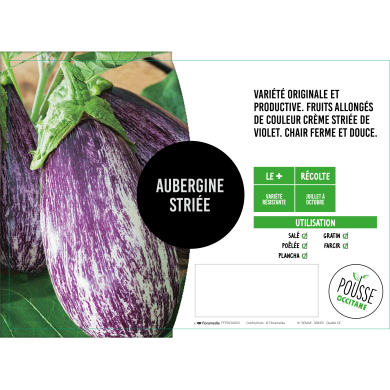 Aubergine striée