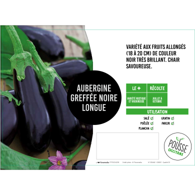 Aubergine greffée longue