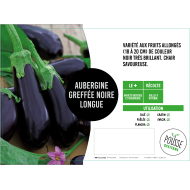 Aubergine greffée longue