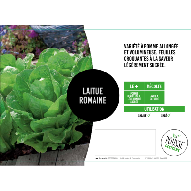Laitue romaine Icarus