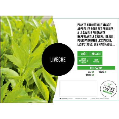 Ache des montagnes ou Livèche