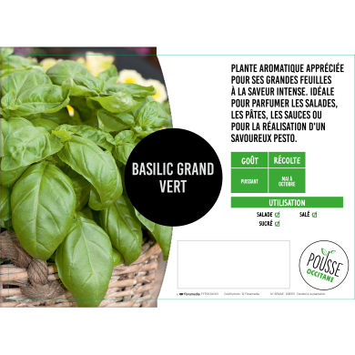 Basilic grand vert