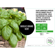 Basilic grand vert