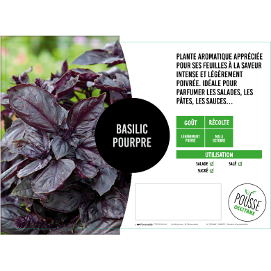 Basilic rouge