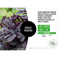 Basilic rouge