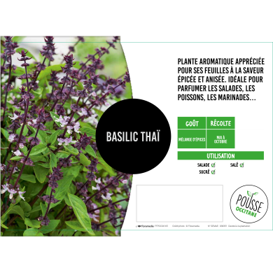 Basilic thaï