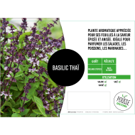Basilic thaï