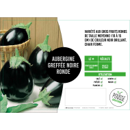 Aubergine greffée ronde