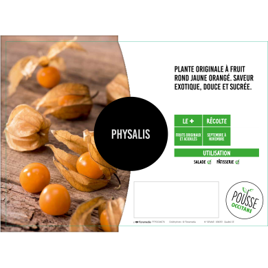 Physalis coqueret du Pérou