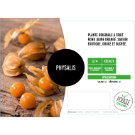 Physalis coqueret du Pérou