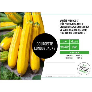 Courgette longue jaune