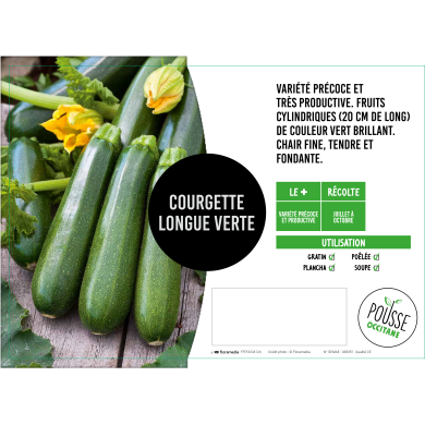 Courgette verte maraîchère