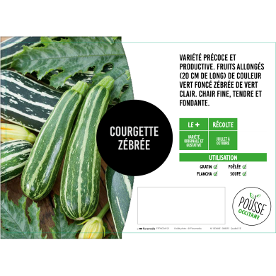 Courgette zébrée
