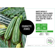 Courgette zébrée