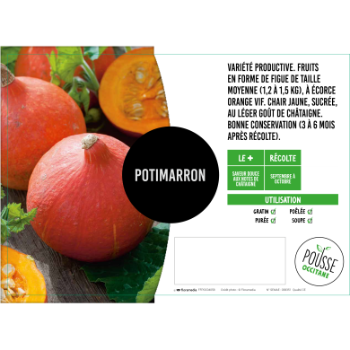 Potimarron Uchiki Kuri