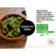 Piment padron tapas