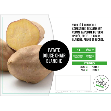 Patate douce Bonita blanche