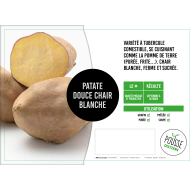 Patate douce Bonita blanche