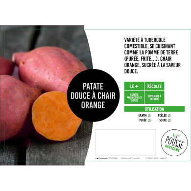 Patate douce Orléans orange