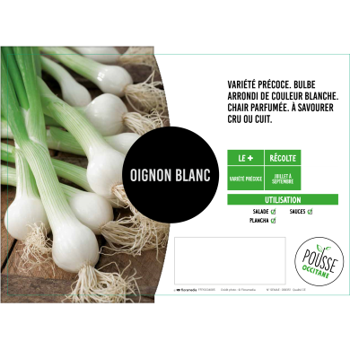 Oignon blanc Barletta