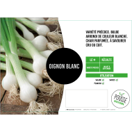 Oignon blanc Barletta