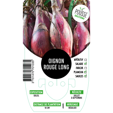 Oignon rouge long de Florence