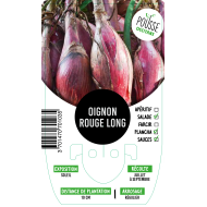 Oignon rouge long de Florence