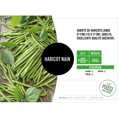 Haricot nain Pongo