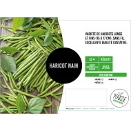 Haricot nain Pongo