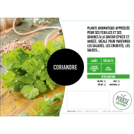 Coriandre