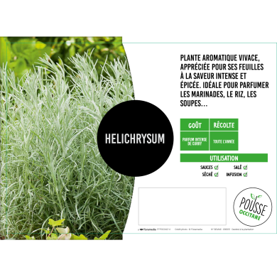 Hélichrysum (plante au curry)