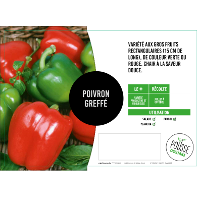 Piment doux des Landes greffé