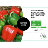 Piment doux des Landes greffé