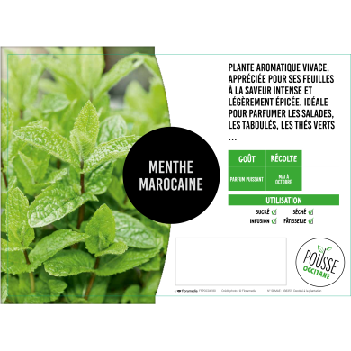 Menthe verte marocaine