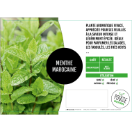 Menthe verte marocaine