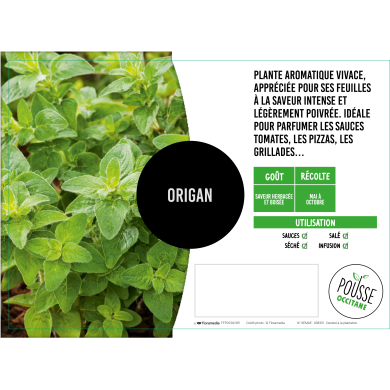 Origan