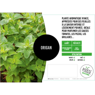 Origan