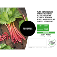 Rhubarbe