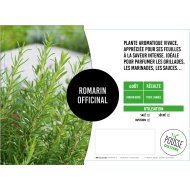 Romarin officinal