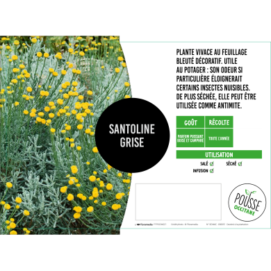 Santoline grise