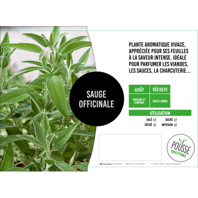 Sauge officinale