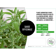 Sauge officinale