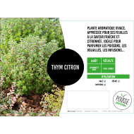 Thym citron