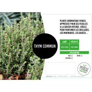 Thym simple