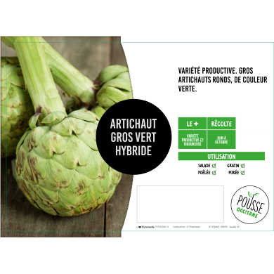 Artichaut vert sambo (hybride macau)
