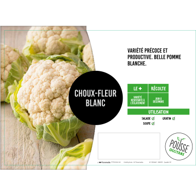 Chou fleur blanc Boris