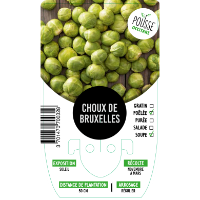 Chou de Bruxelles