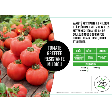 Tomate greffée Paoline (résistance mildiou)