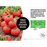 Tomate greffée Paoline (résistance mildiou)