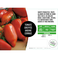 Tomate greffée Andine cornue